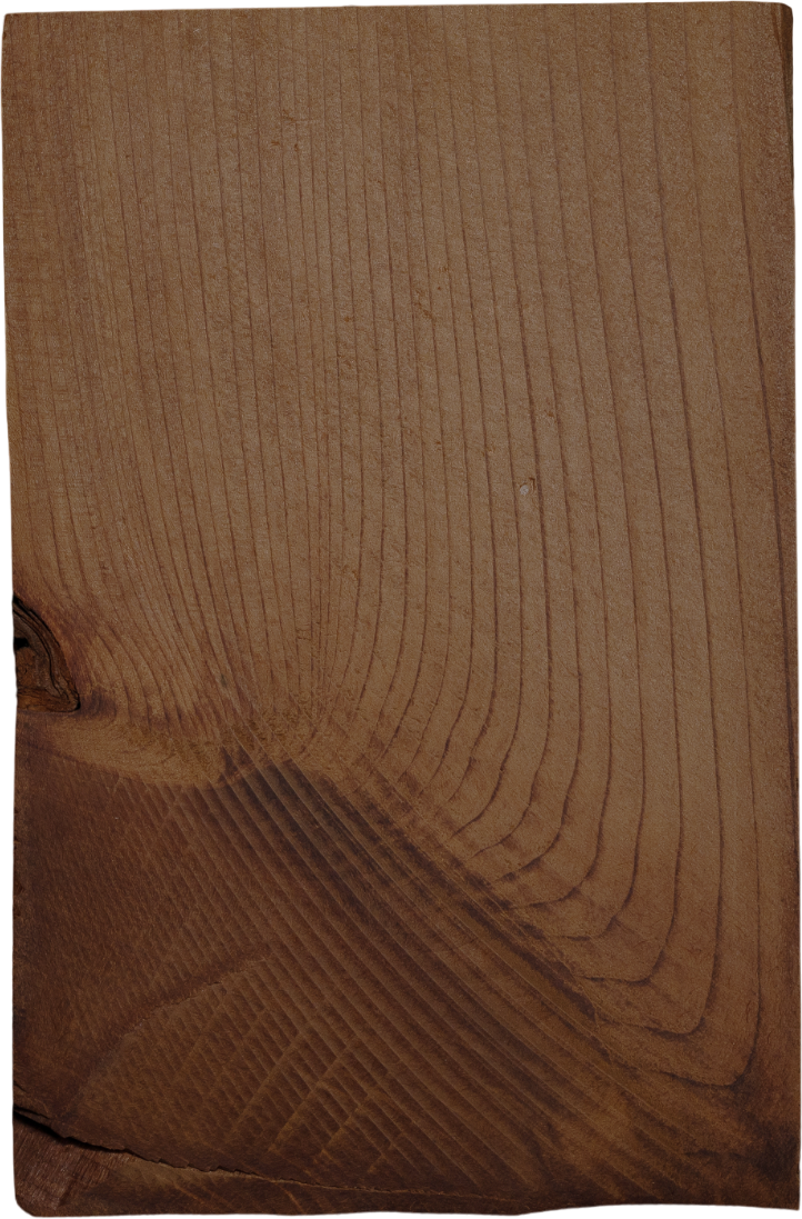 Sequoiadendron giganteum (Lindl.) J.Buchholz